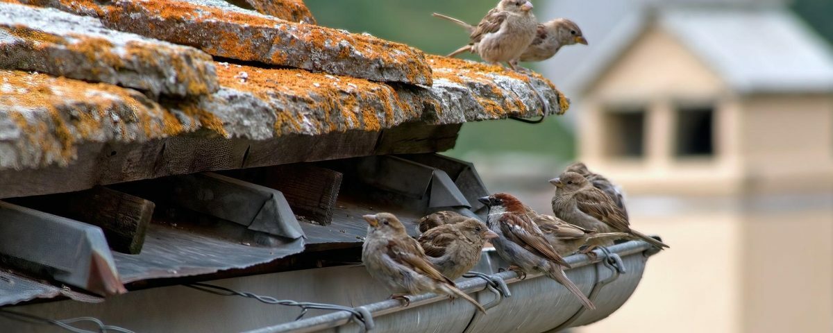 natuurvriendelijk isoleren voordelen